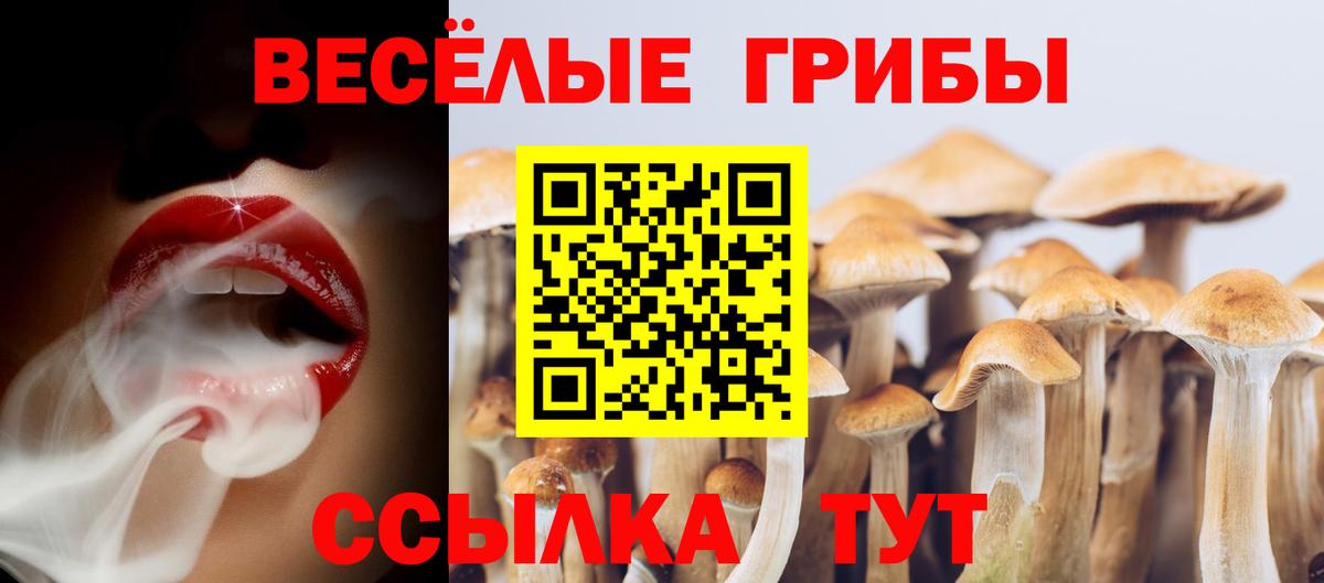 Нальчик  Псилоцибиновые грибы прущие грибы  Вход с VPN  Псилоцибиновые грибы Psilocybe 